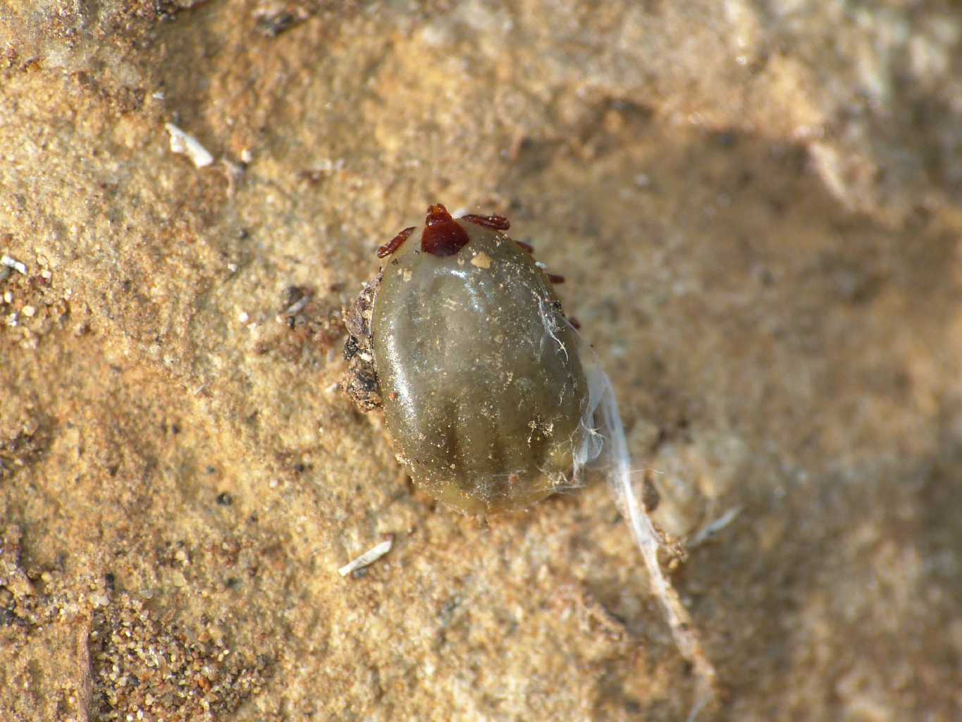 Zecca: probabile Hyalomma sp.